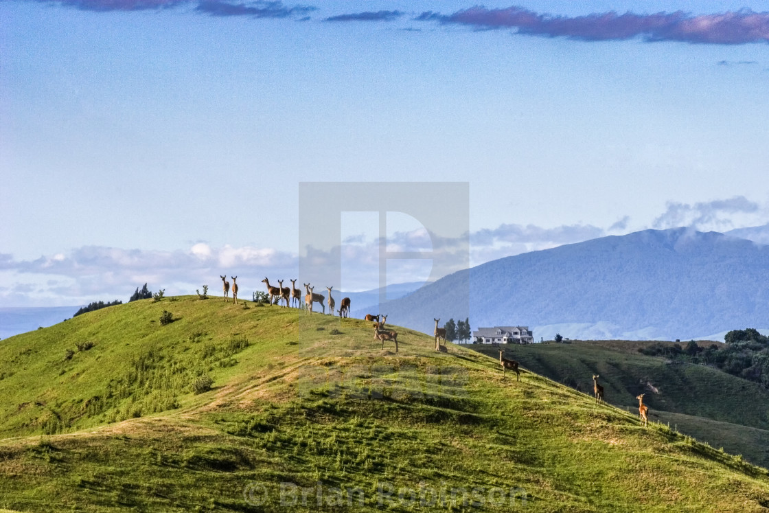 "Deer Farming" stock image