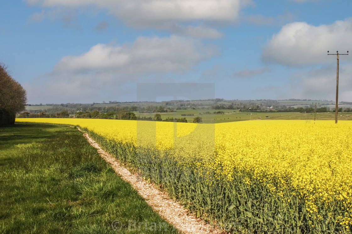 "Rape Seed" stock image