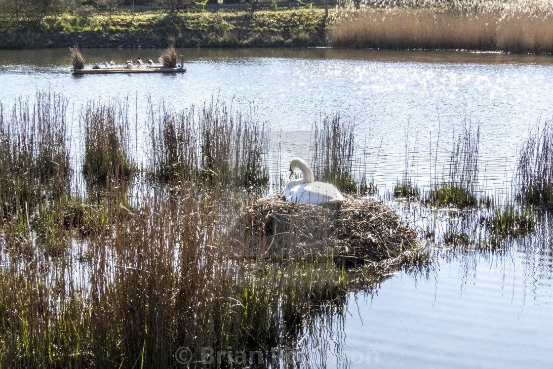 "Swan Nest" stock image