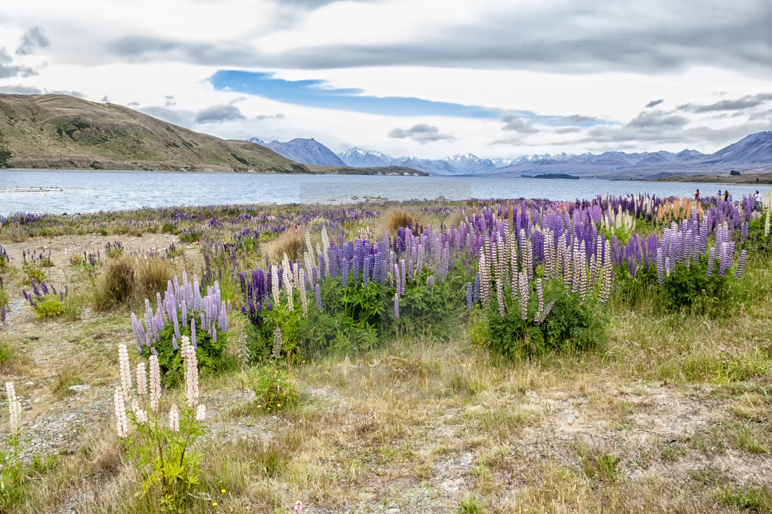 "Lupins" stock image