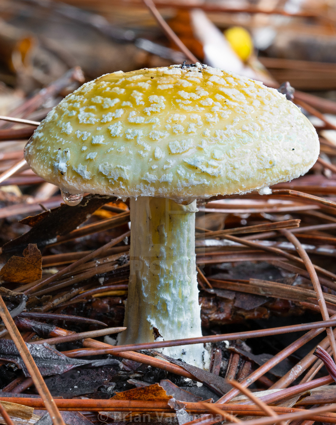 "Amanita Mushroom in Pine Straw" stock image