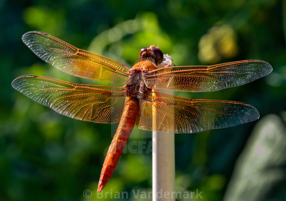 "Flame Skimmer Dragonfly" stock image