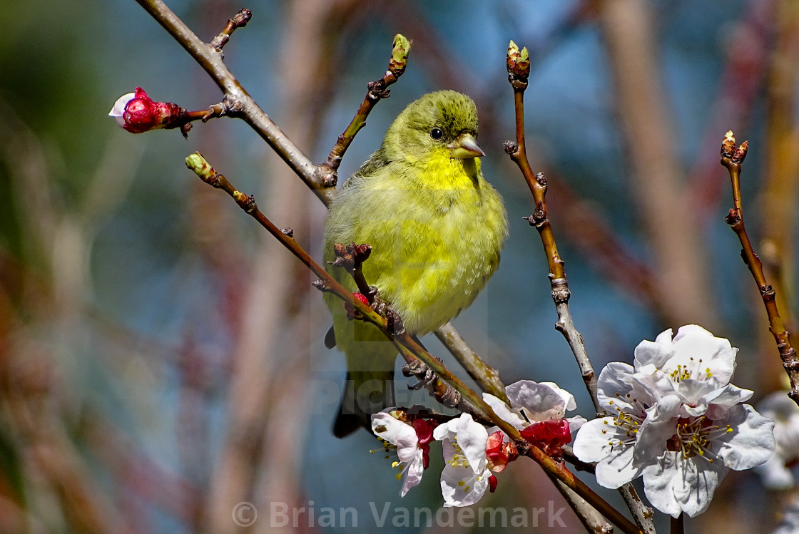 "Lesser Goldfinch with Apricot Blossoms" stock image