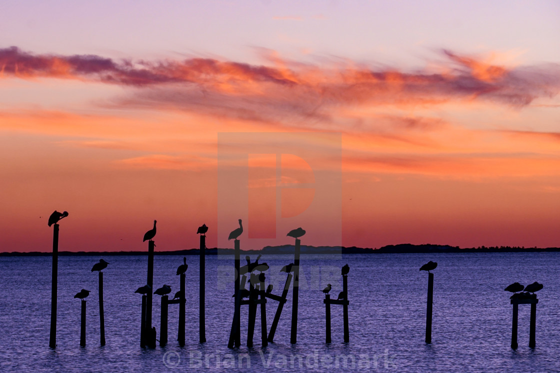 "Pelicans on Pilings at Sunset" stock image