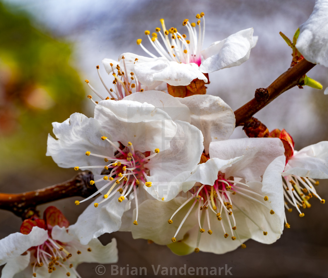 "Apricot Blossoms in Spring" stock image