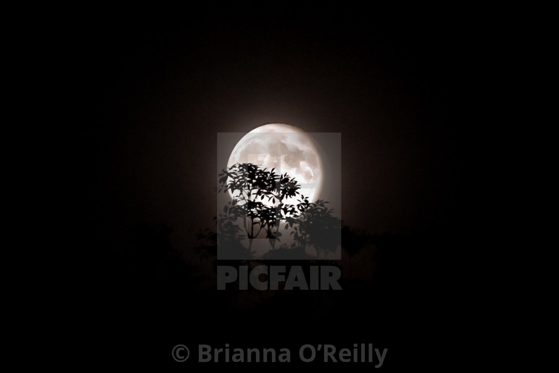 "Full Moon behind trees" stock image