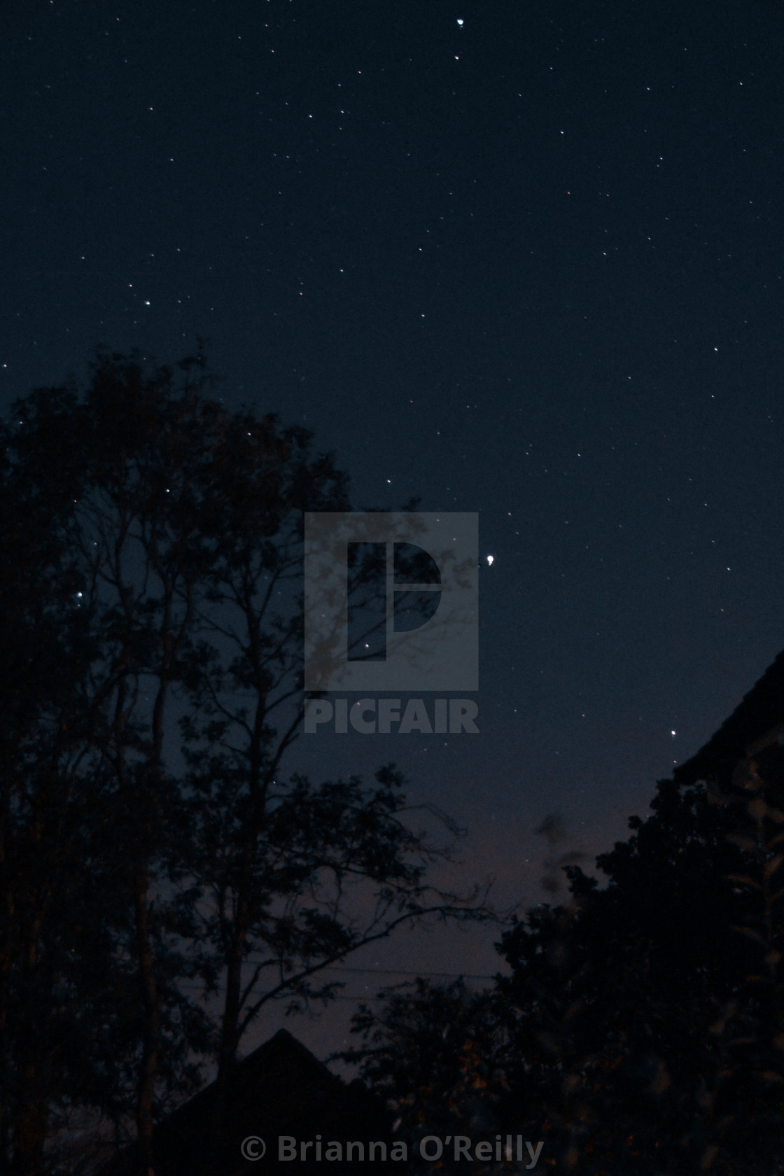 "Stars through the trees" stock image