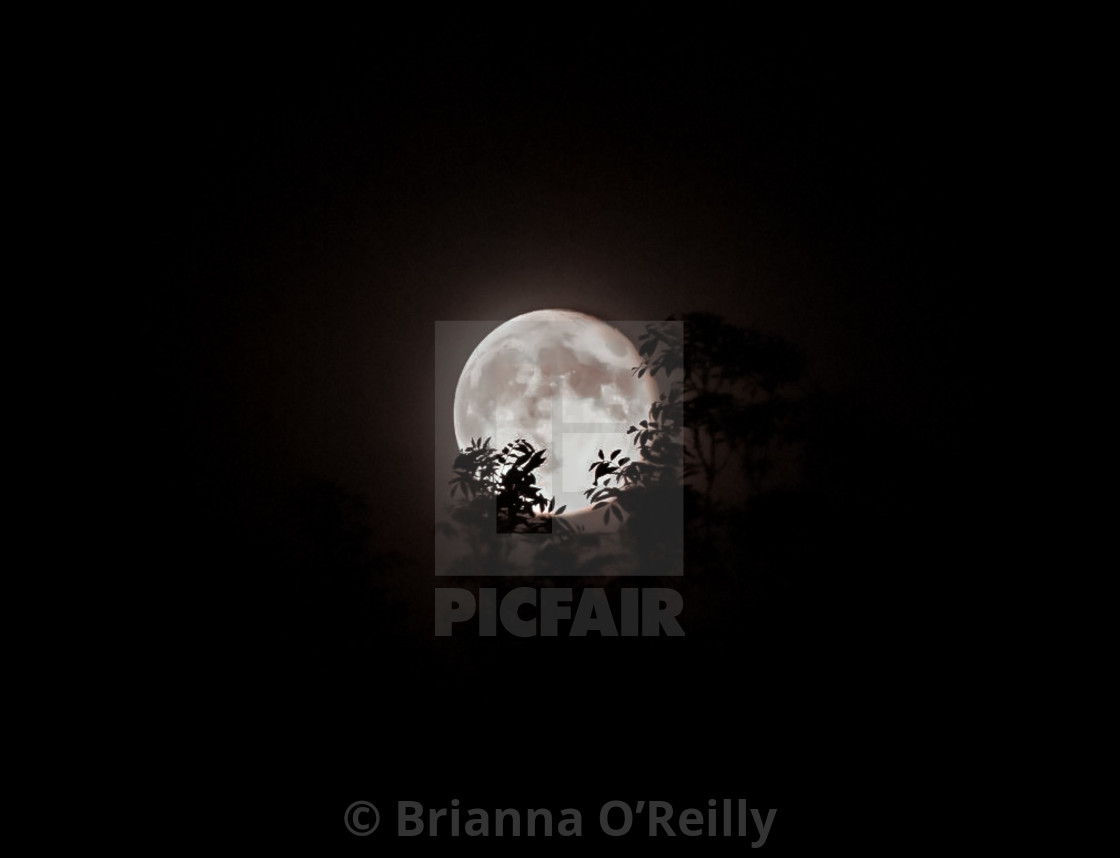 "Full Moon behind trees" stock image