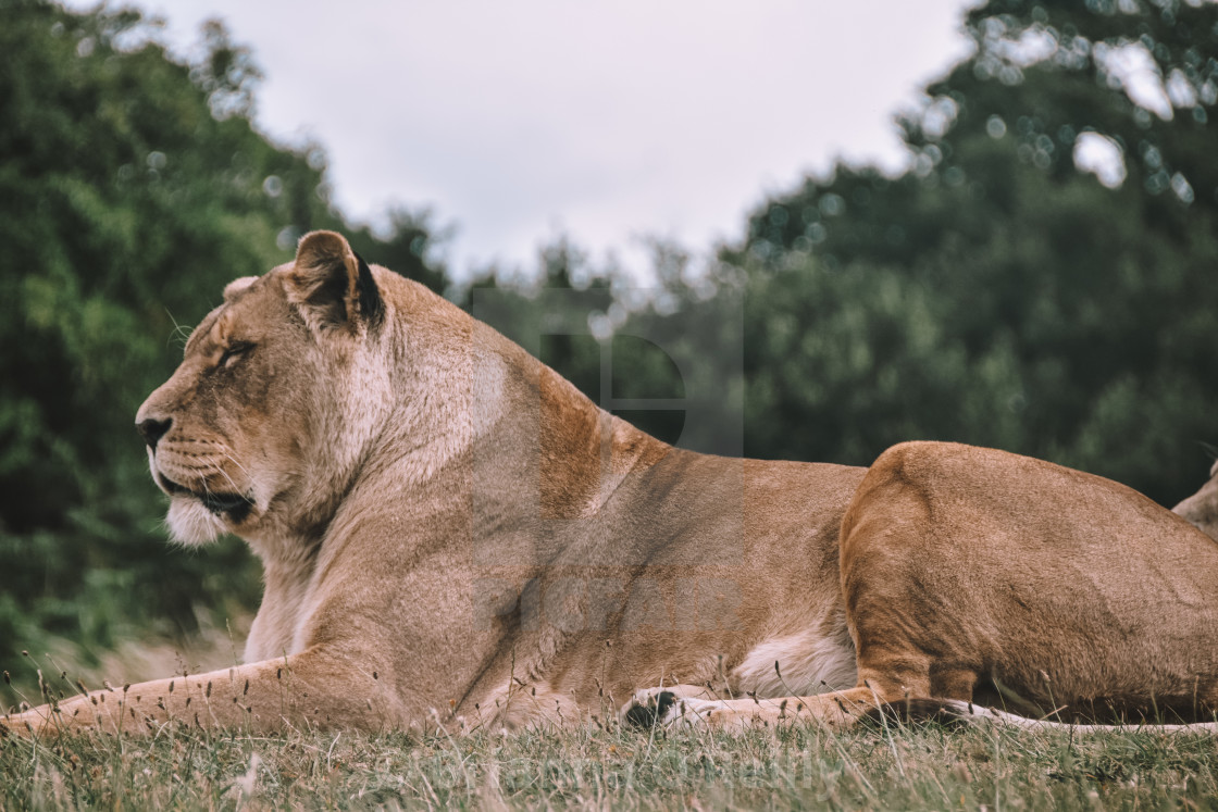 "Lioness" stock image