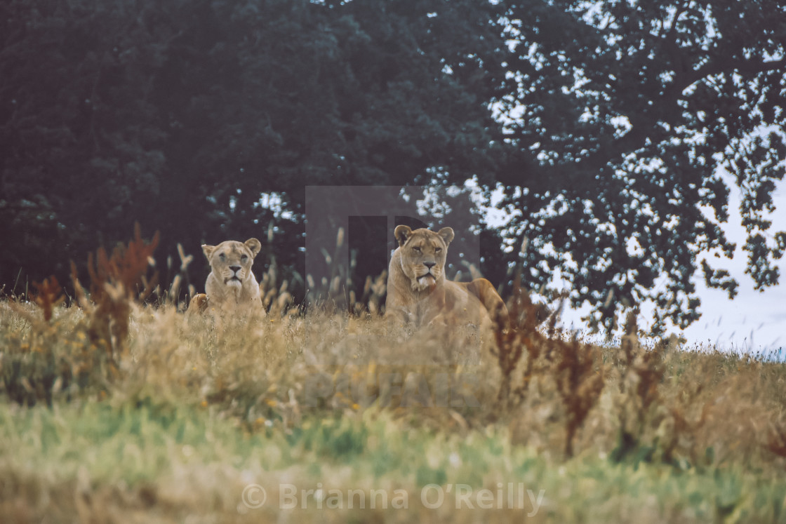 "Lionesses" stock image