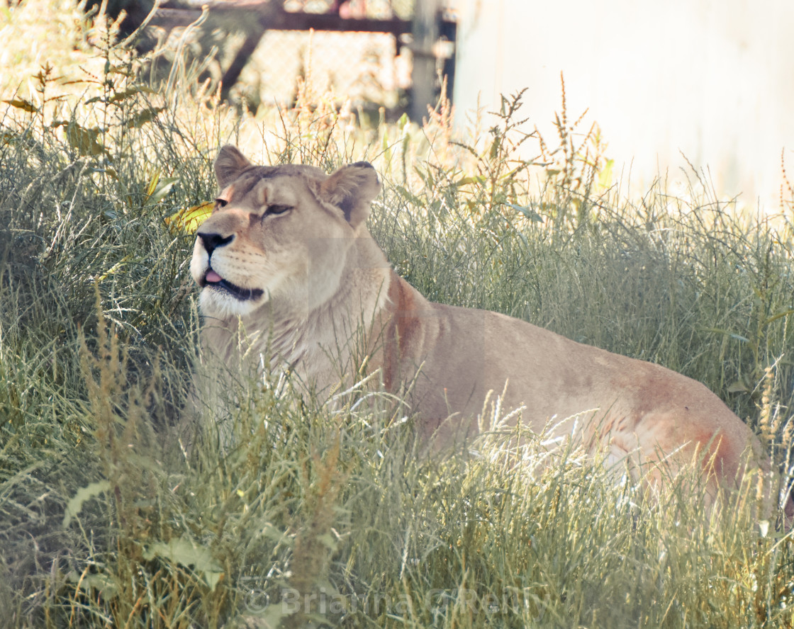 "Lioness" stock image