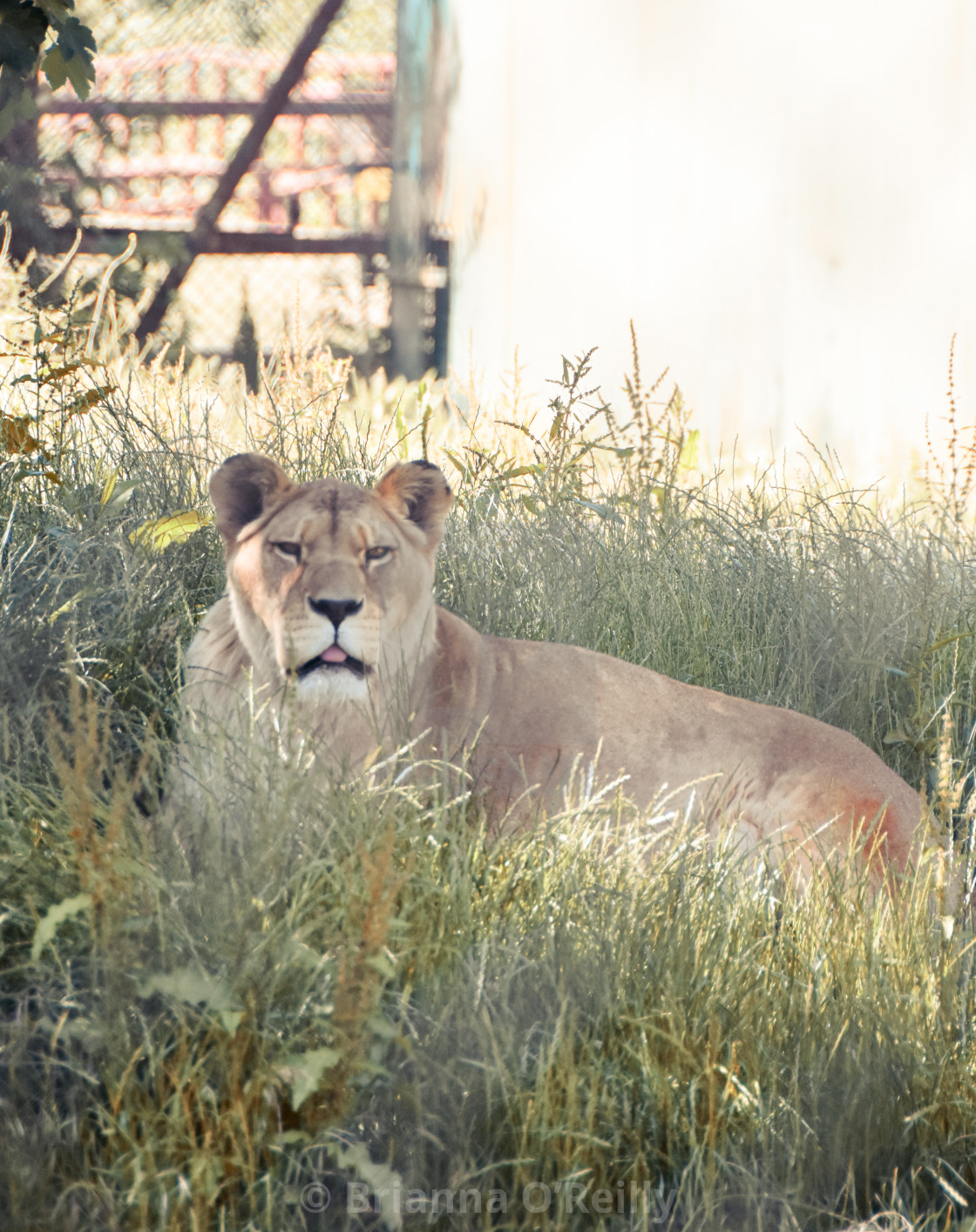 "Lioness" stock image