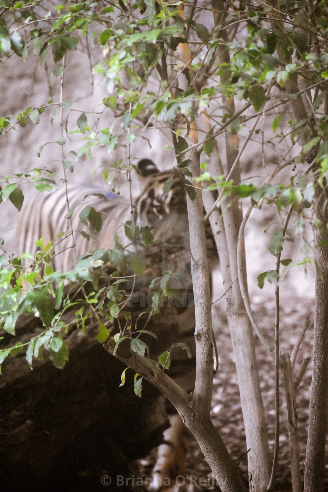 "Tiger through the trees" stock image