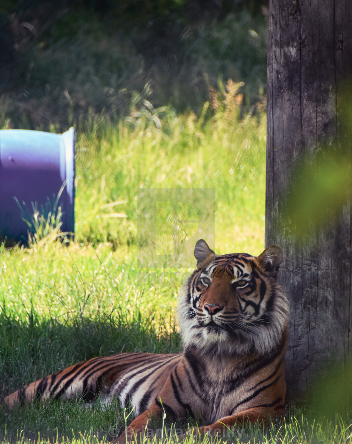 "Tiger in the shade" stock image