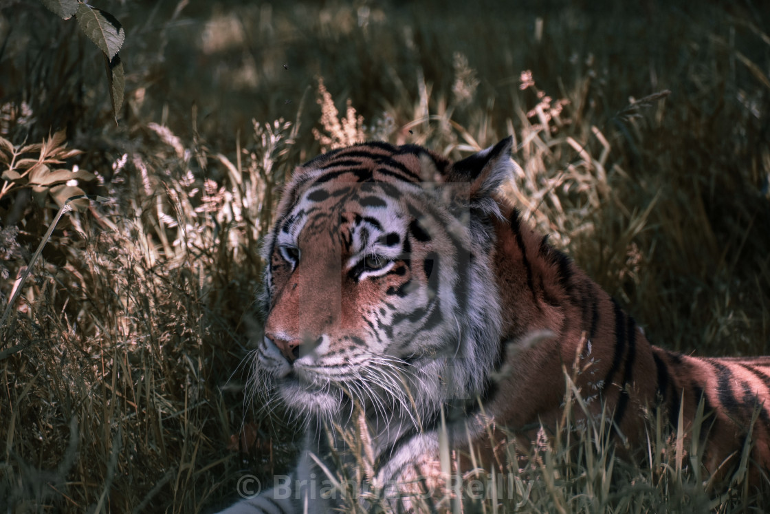 "A tiger rests in the grass" stock image