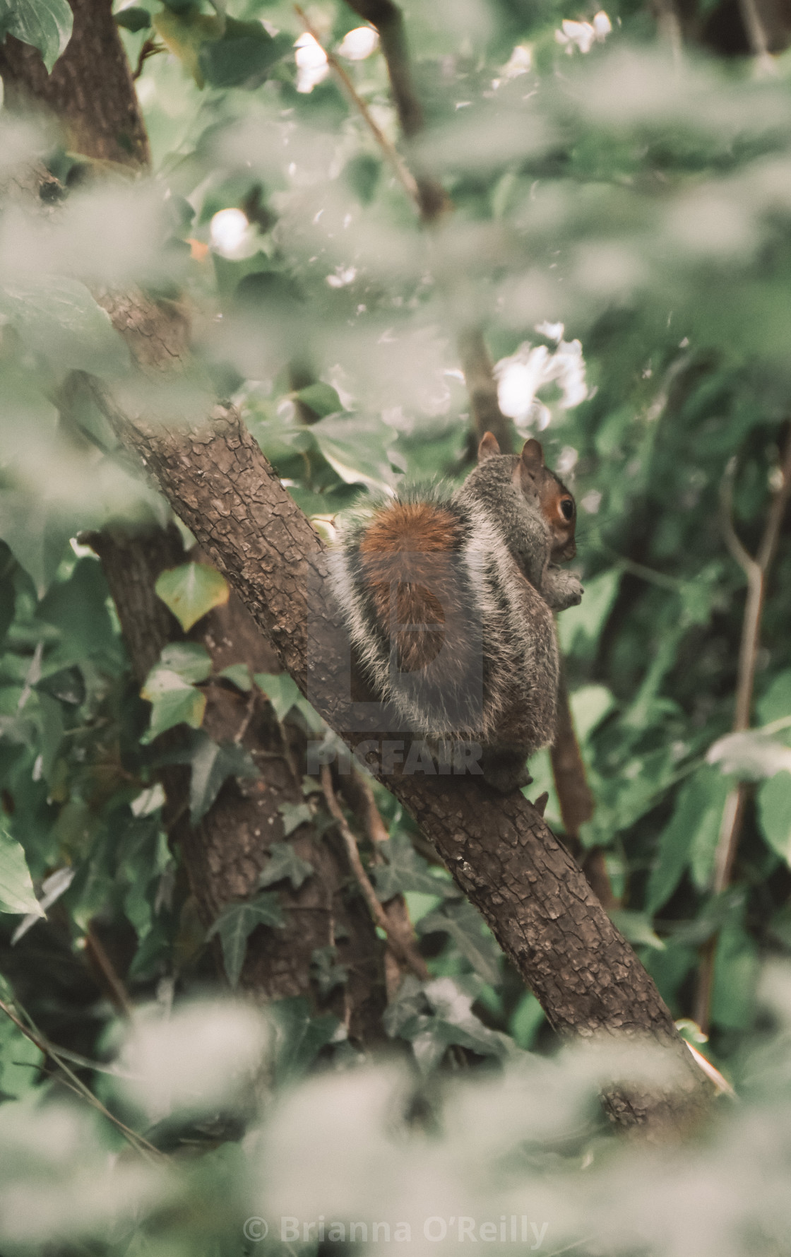 "Squirell" stock image