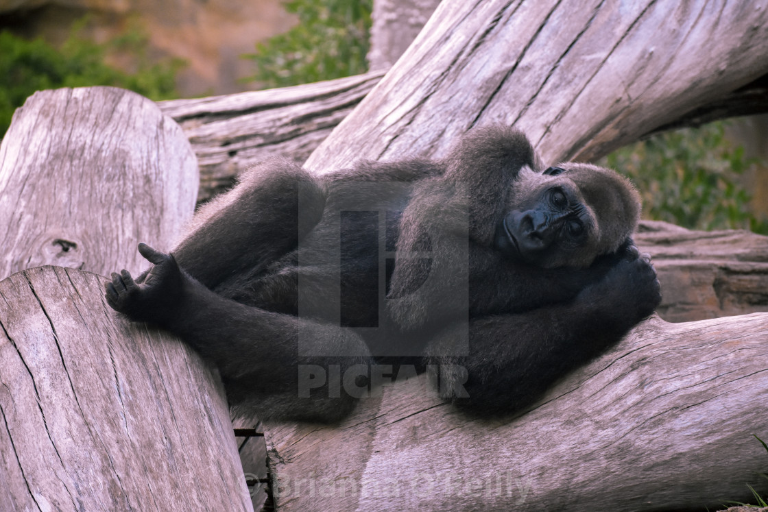 "Resting Gorilla" stock image