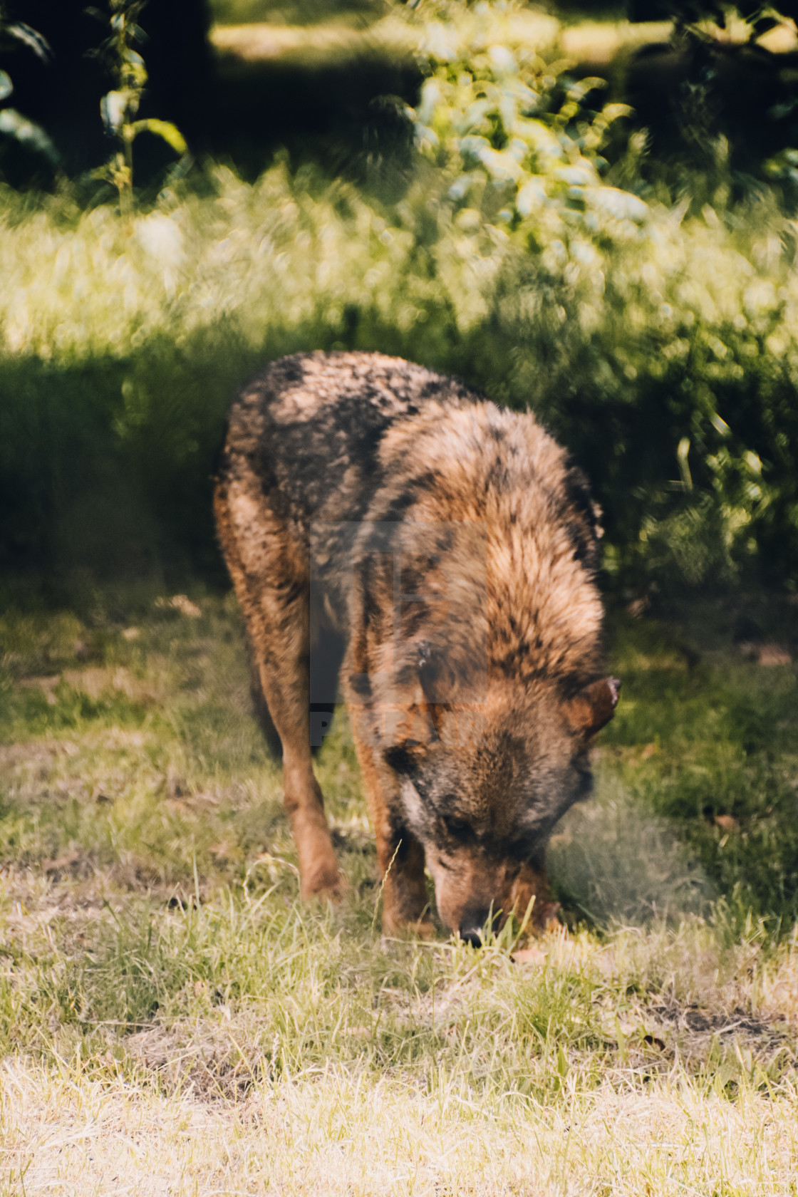 "European Wolf" stock image