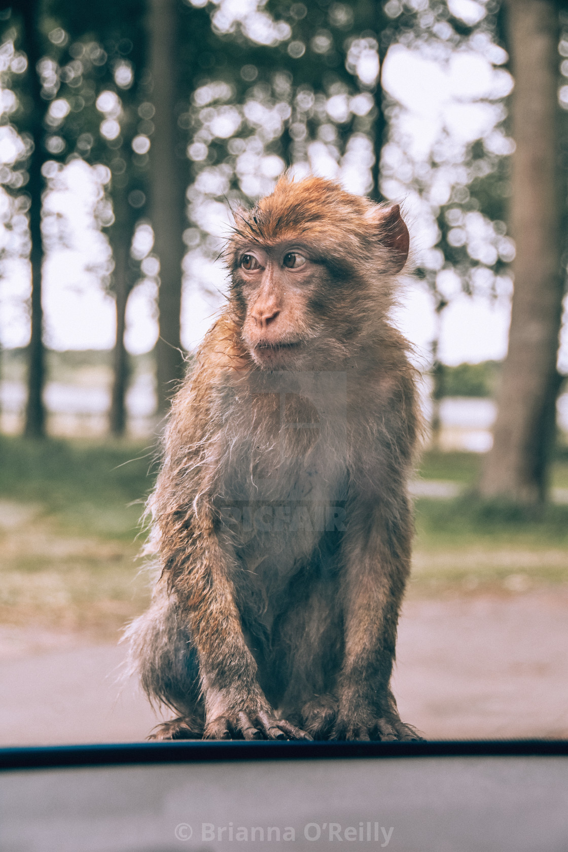 "Monkey" stock image