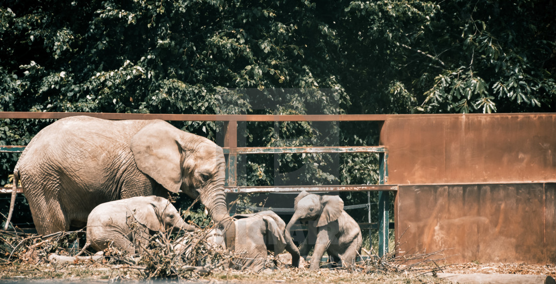 "Young Elephants Play" stock image