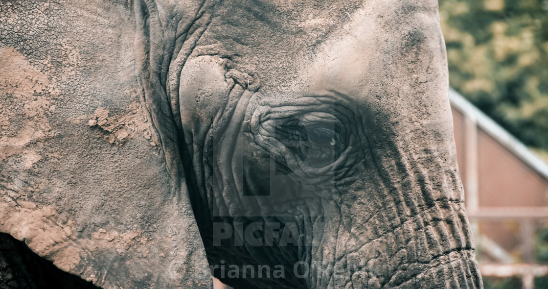 "An Elephants Eye" stock image