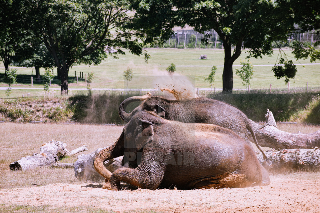 "Elephants cool off" stock image