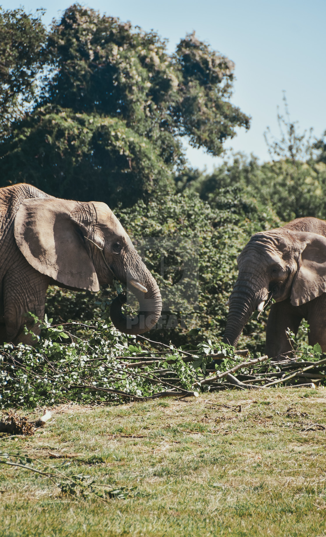 "Elephants eat" stock image