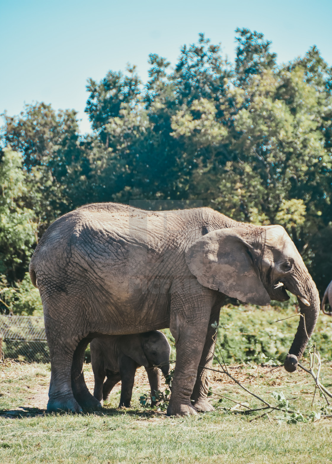 "Elephant calf and mother" stock image