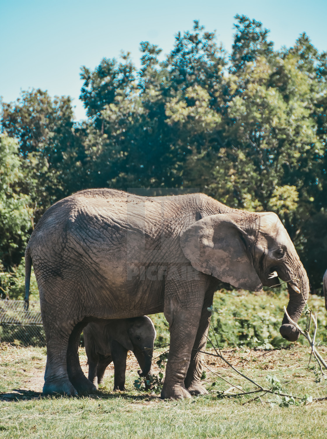 "Elephant calf and mother" stock image