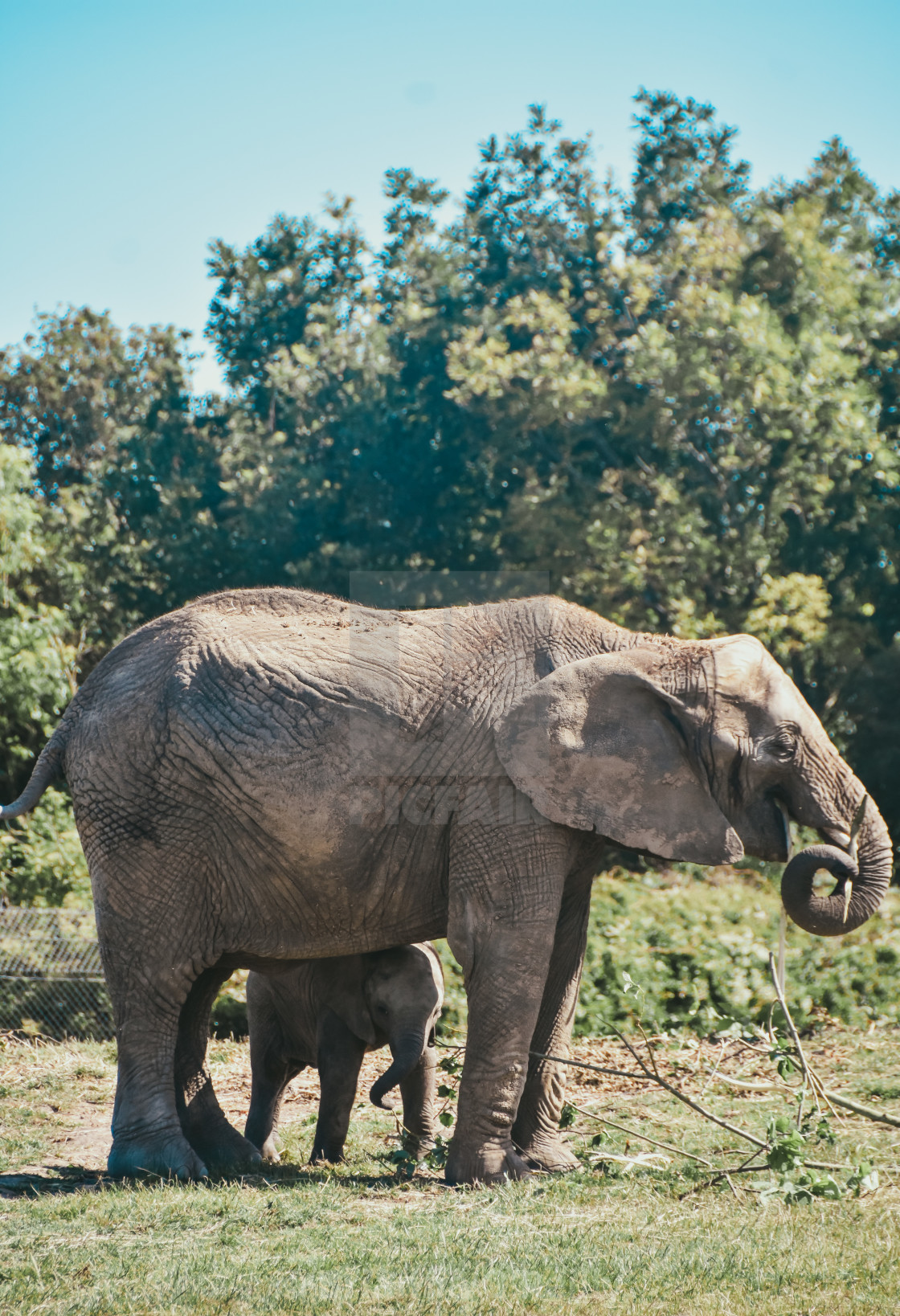 "Elephant calf and mother" stock image