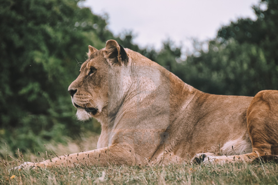 "Lioness" stock image