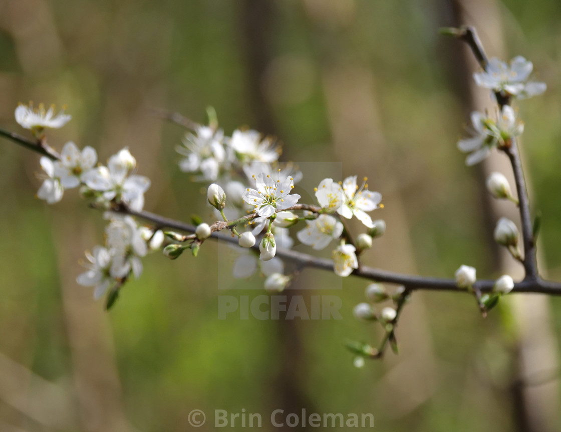 "Blackthorn Blossom" by Brin Coleman - $15.42 "Blackthorn Blossom" stock image