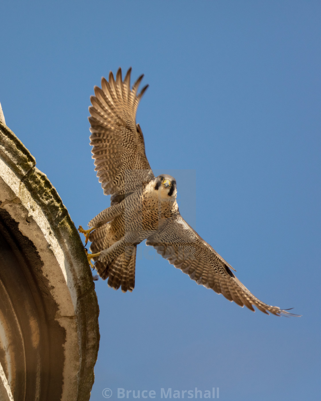 "Peregrine falcon launching from a church" stock image