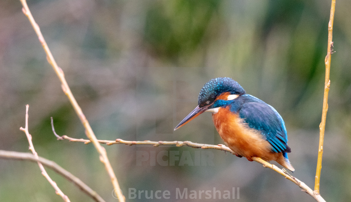 "Female common kingfisher hunting" stock image