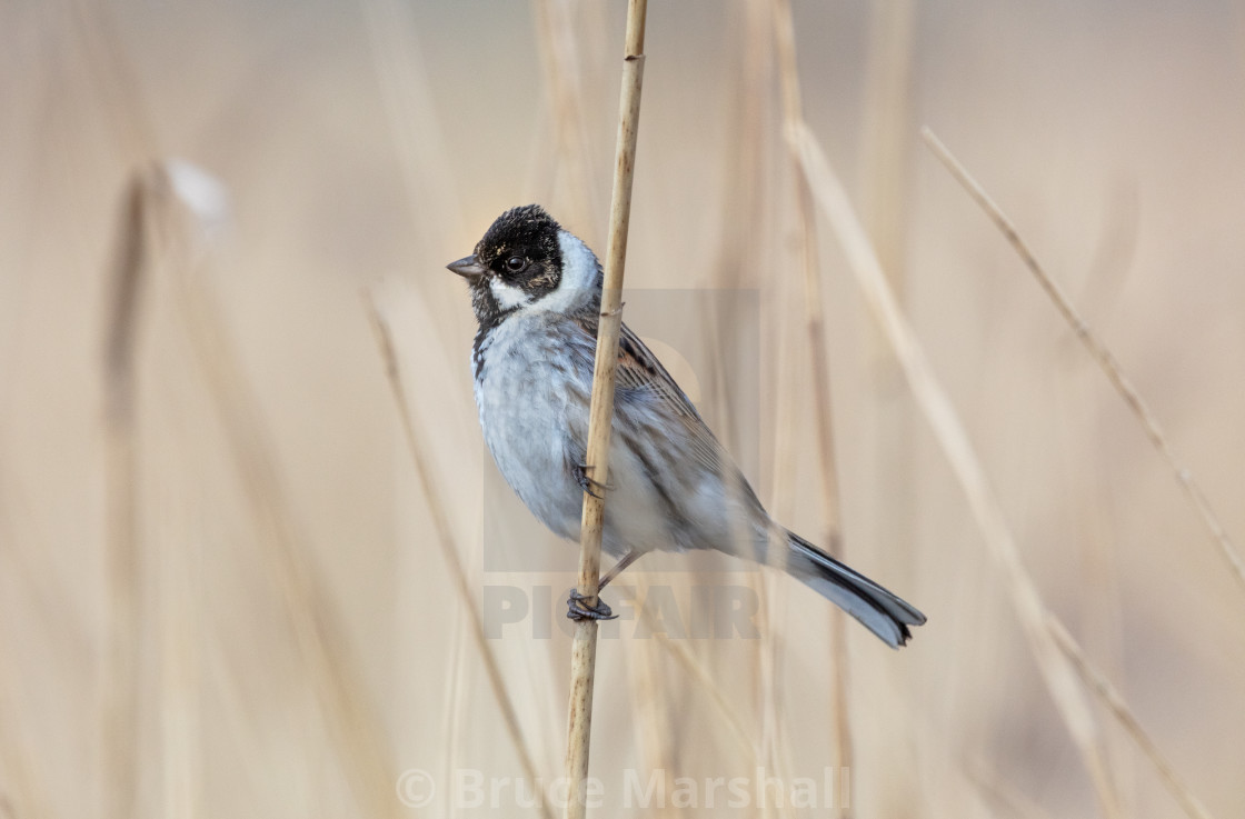 "Adult male reed bunting in summer plumage" stock image