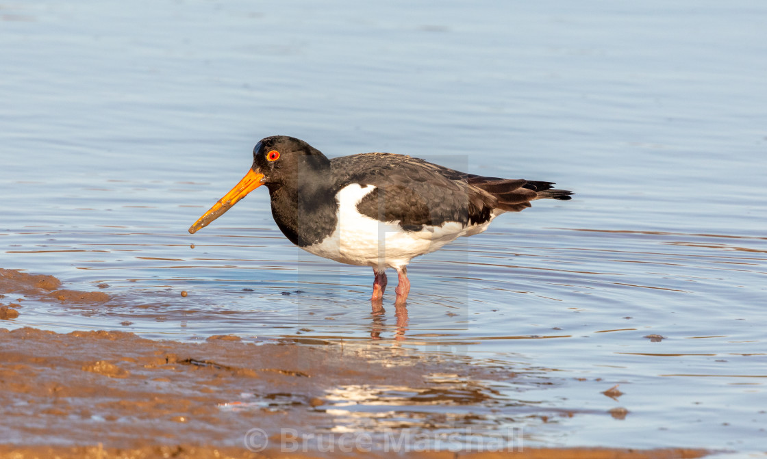 "Eurasian Oystercatcher" stock image