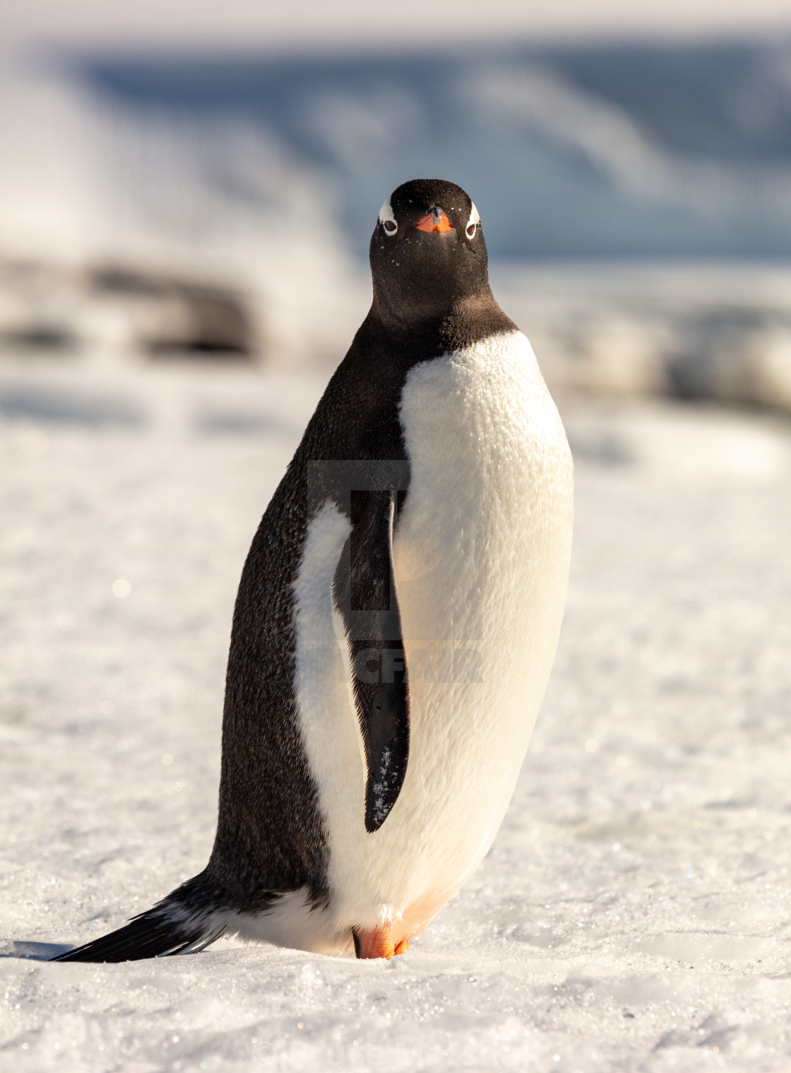 "Gentoo penguin portrait" stock image