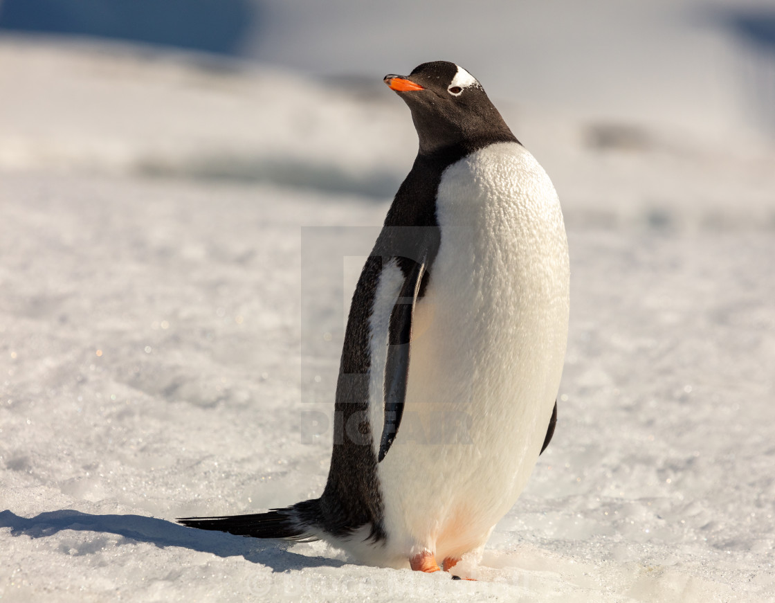 "Gentoo penguin potrait" stock image