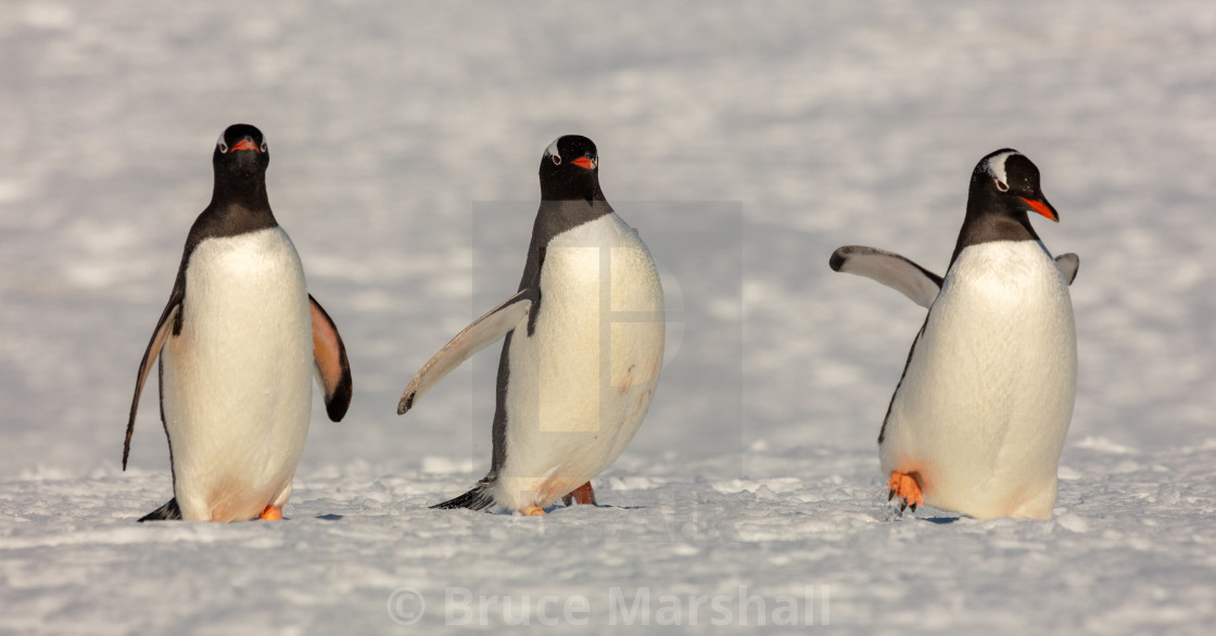 "Three gentoo penguins" stock image