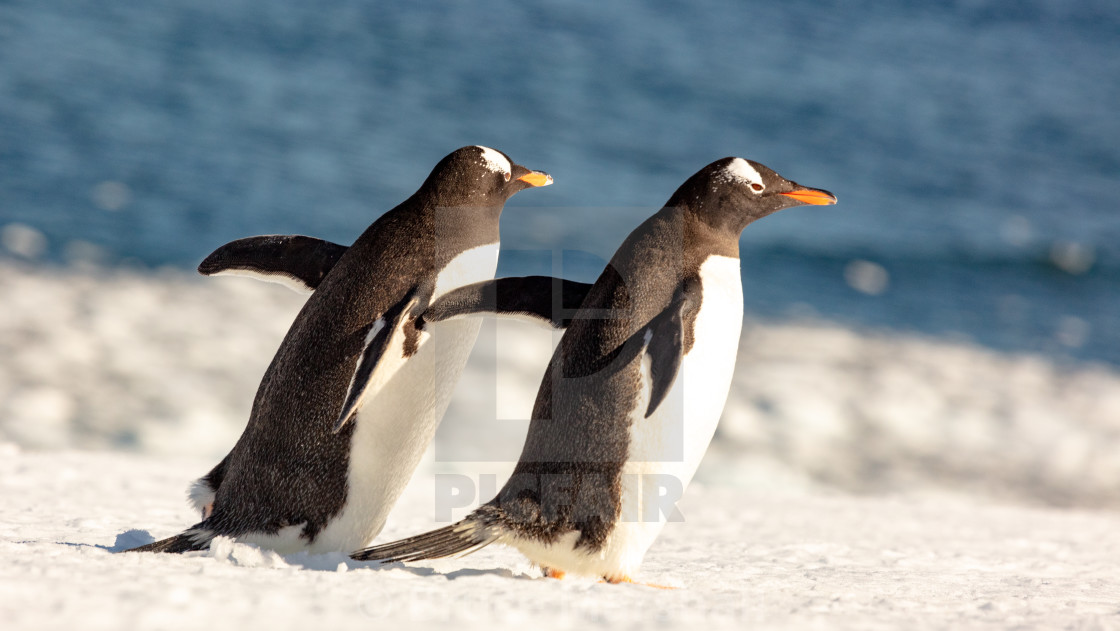 "Pair of gentoo penguins" stock image