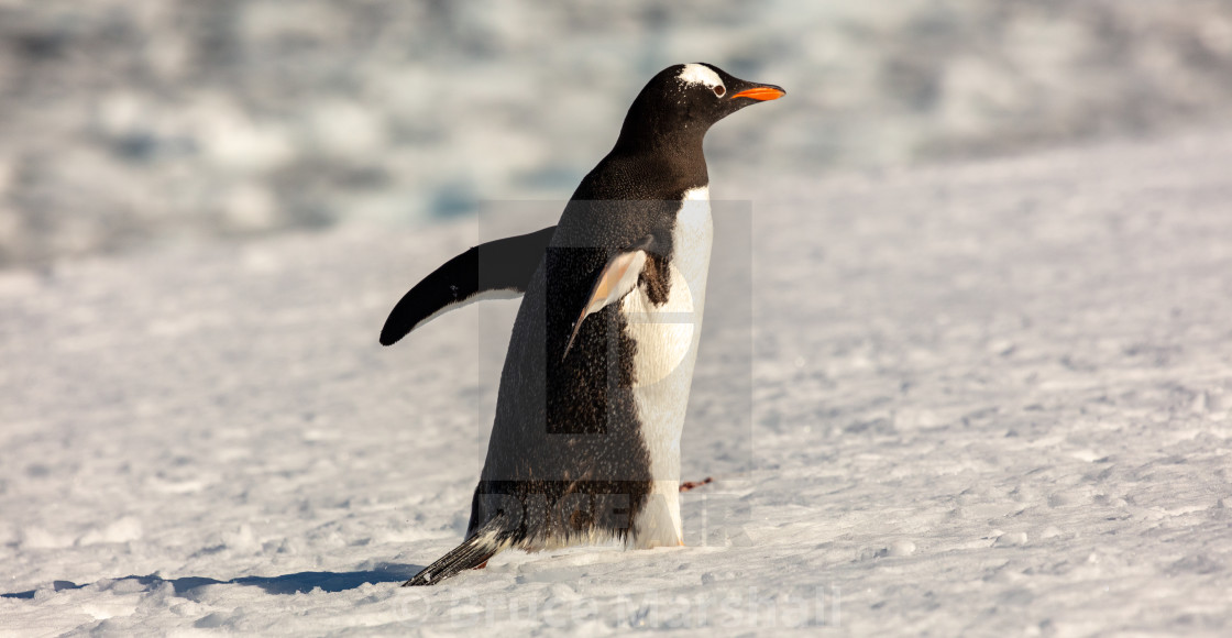 "Gentoo penguin marching" stock image