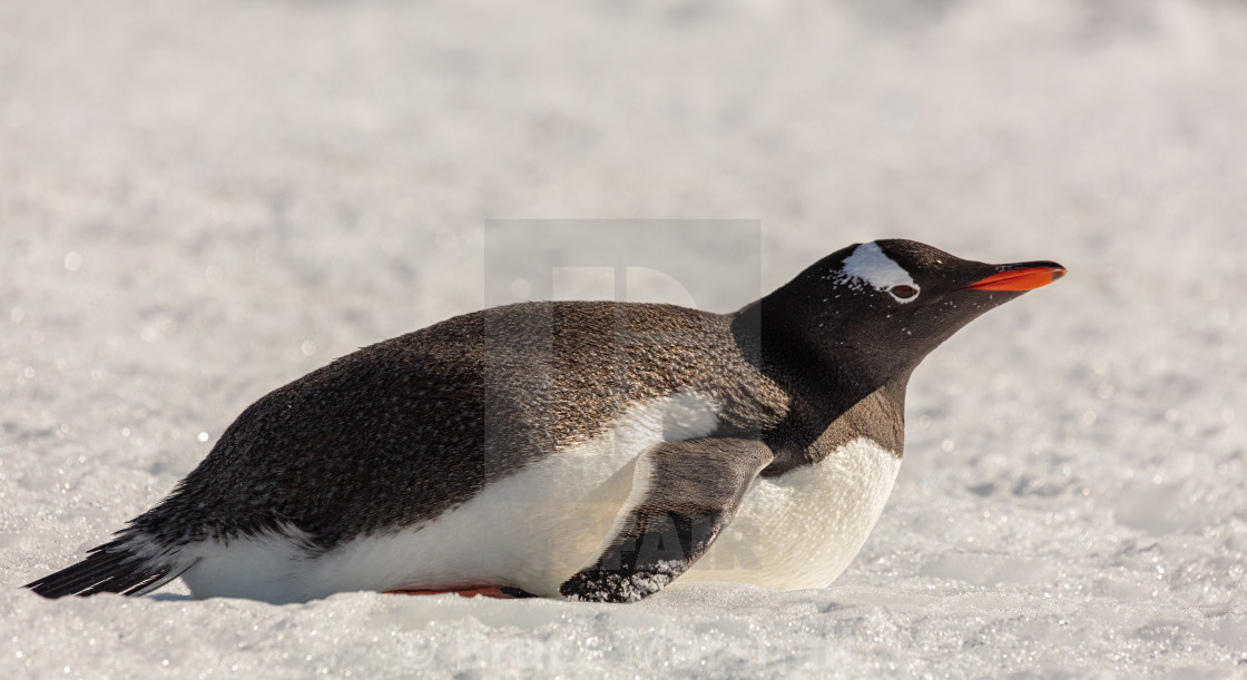 "A gentoo penguin resting" stock image