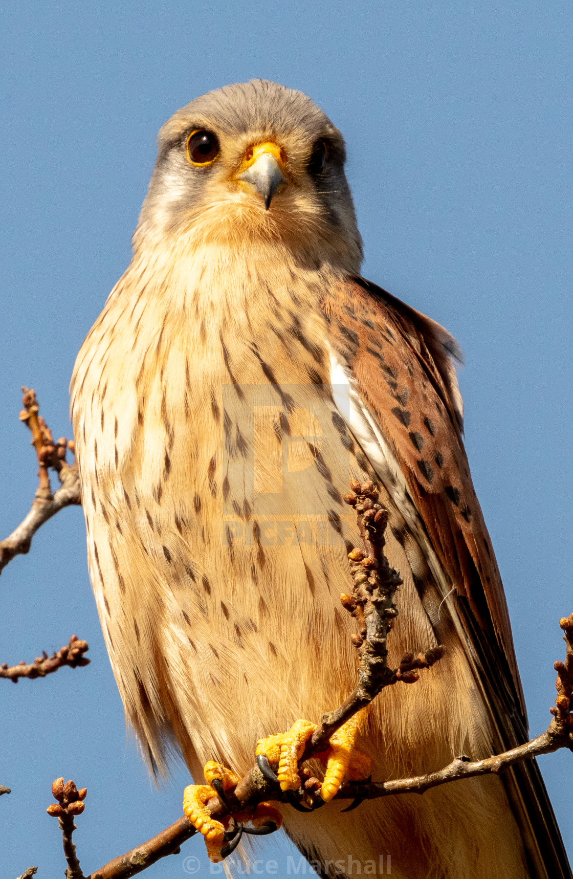 "Close up portrait of kestrel" stock image