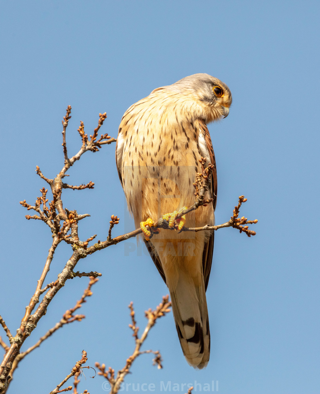 "Kestrel searching for prey" stock image