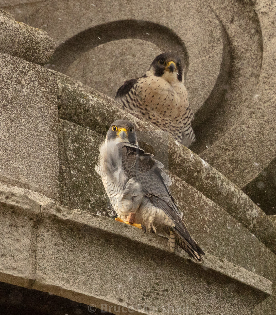 "Pair of Peregrine Falcons resting on church" stock image