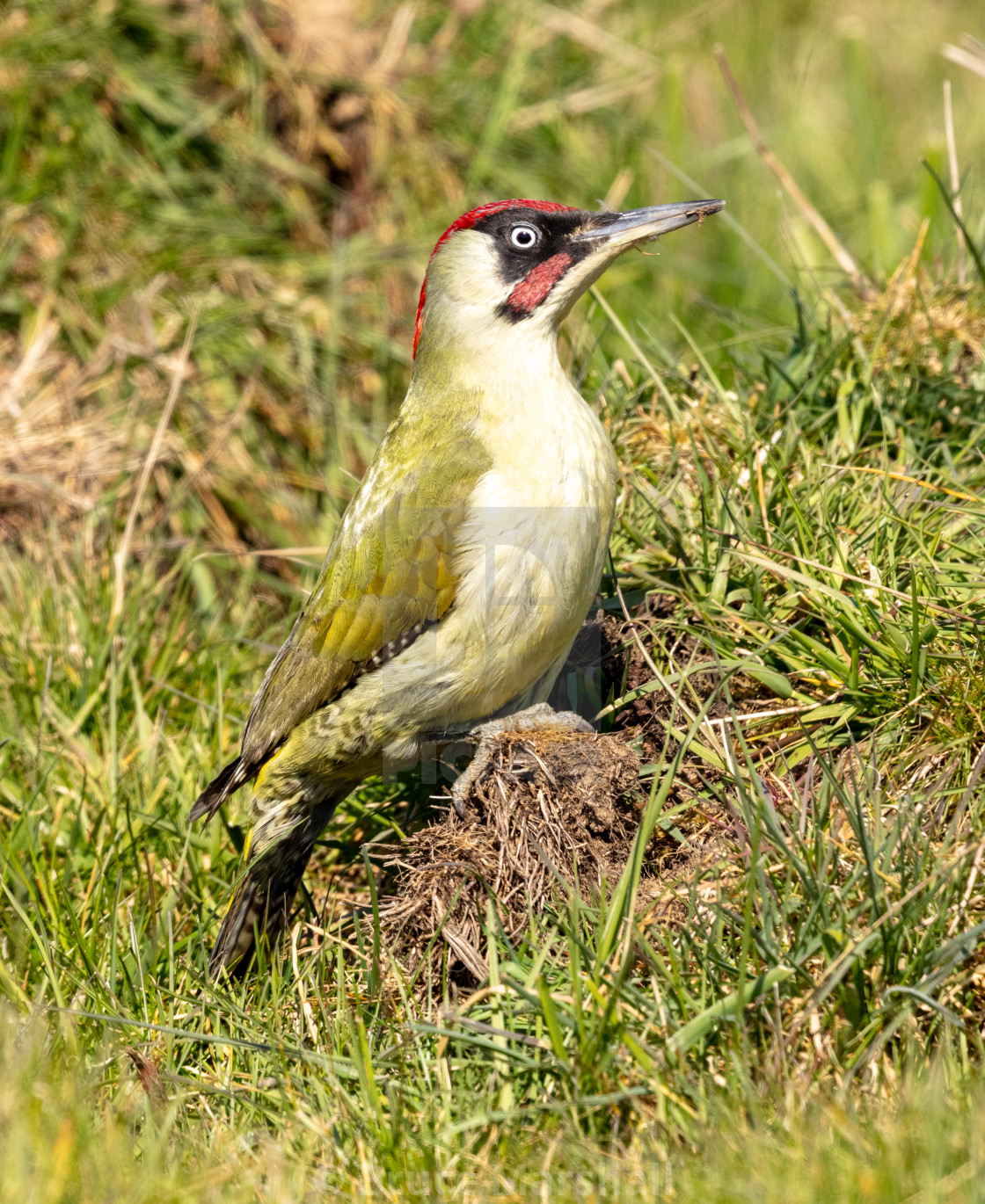 "Male green woodpecker posing" stock image