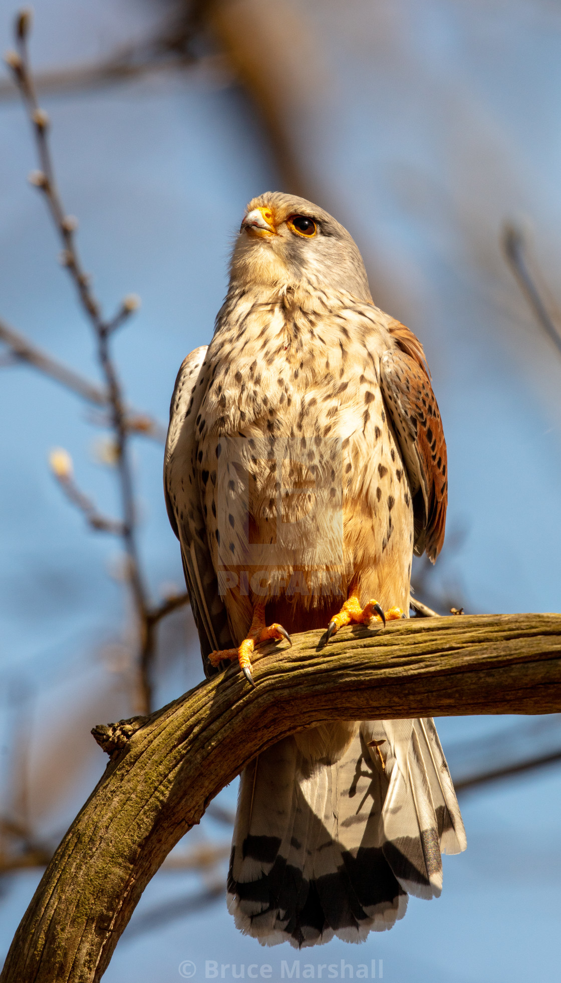 "Female kestrel in tree" stock image