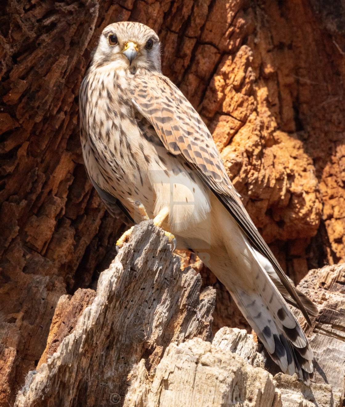 "Female kestrel by nest" stock image