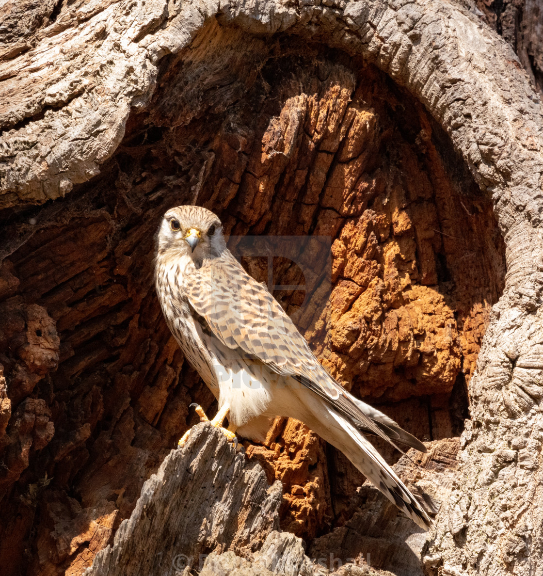 "Female kestrel by nest" stock image