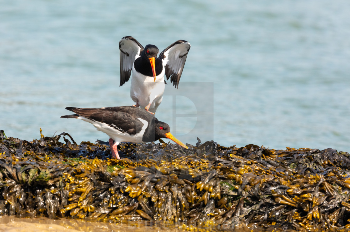 "Mating Oystercatchers" stock image